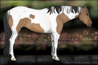 Horse Color:Bay Dun Tobiano 
