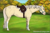 Horse Color:Gold Cream Champagne Dun