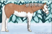 Horse Color:Silver Bay Roan Splash 