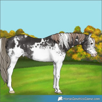 Horse Color:White Spotted Liver Chestnut Rabicano 