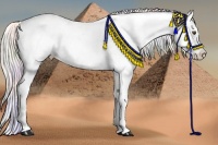Horse Color:Nacre Silver Buckskin Ice Dun Splash Appaloosa 