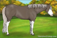 Horse Color:Silver Black Splash