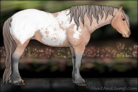 Horse Color:Bay Snowcap 