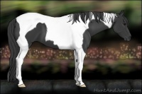 Horse Color:Black Tobiano 