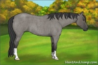 Horse Color:Unknown 