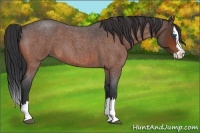 Horse Color:Bay Roan Splash