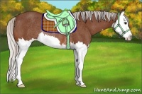 Horse Color:Silver Bay Splash Rabicano