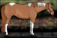 Horse Color:Chestnut Tobiano
