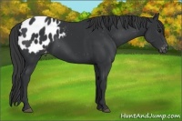 Horse Color:Black Appaloosa