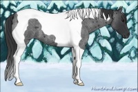 Horse Color:Blue Roan Tobiano