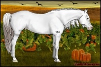 Horse Color:White Spotted Liver Chestnut Splash Appaloosa 