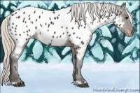 Horse Color:Silver Brown Appaloosa 