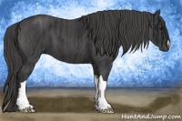Horse Color:Black  Brindle