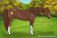Horse Color:Chestnut 