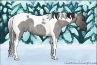 Horse Color:Grullo Roan Tobiano
