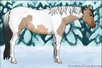 Horse Color:Bay Roan Dun Tobiano