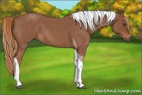 Horse Color:Red Roan Tobiano 