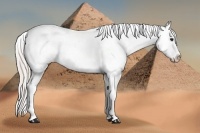 Horse Color:Silver Bay Splash Tobiano Appaloosa 