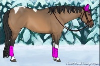 Horse Color:Bay Dun Tobiano 