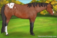 Horse Color:Bay Appaloosa 