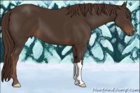 Horse Color:Liver Chestnut 
