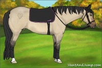 Horse Color:Buckskin Roan Dun