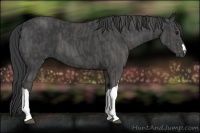 Horse Color:Black  Brindle