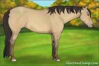 Horse Color:Amber Champagne Dun 