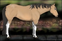 Horse Color:Buckskin Tobiano Frame 