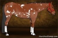 Horse Color:White Spotted Bay 