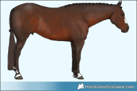 Horse Color:Liver Chestnut Rabicano 