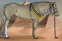 Horse Color:Chocolate Palomino 