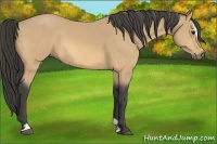 Horse Color:Buckskin Sabino 