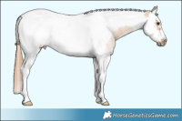 Horse Color:Red Dun Splash Tobiano Frame
