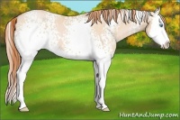 Horse Color:White Spotted Buckskin Pearl Splash 