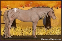 Horse Color:Chestnut Appaloosa 