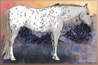 Horse Color:Smoky Grullo Roan Appaloosa