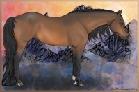 Horse Color:Buckskin 