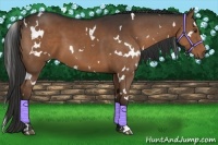 Horse Color:White Spotted Liver Chestnut 