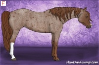 Horse Color:Red Roan 