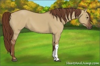 Horse Color:Red Dun 