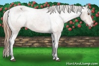 Horse Color:Buckskin Varnish