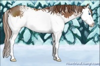 Horse Color:White Spotted Chestnut Splash