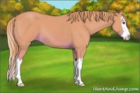 Horse Color:Watercolor Chestnut Sabino Splash 