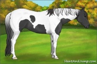 Horse Color:Smoky Black Tobiano