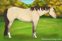 Horse Color:Amber Champagne Roan Dun
