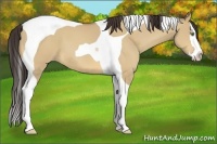 Horse Color:Amber Champagne Dun Splash Tobiano