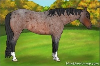 Horse Color:Bay Roan 
