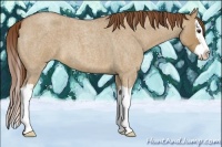 Horse Color:Red Dun Roan Splash 
