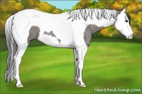 Horse Color:Smoky Grullo Roan Splash Tobiano